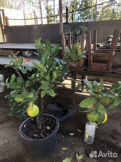 Лимон Мейера