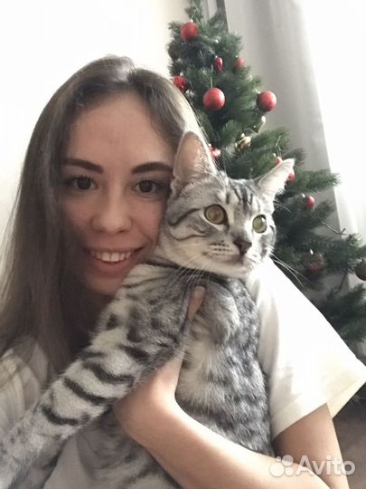 Передержка кошек