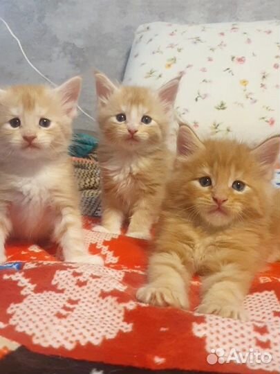 Котята мейн-кун