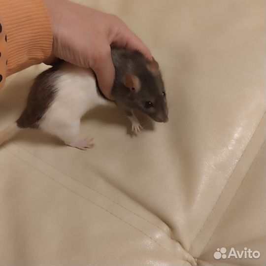 Крыса дамбо с клеткой