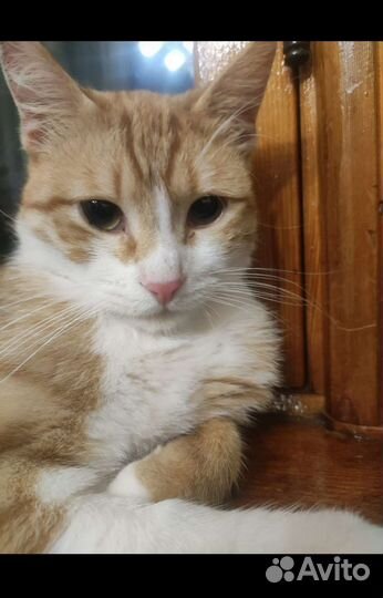 Кот в добрые руки