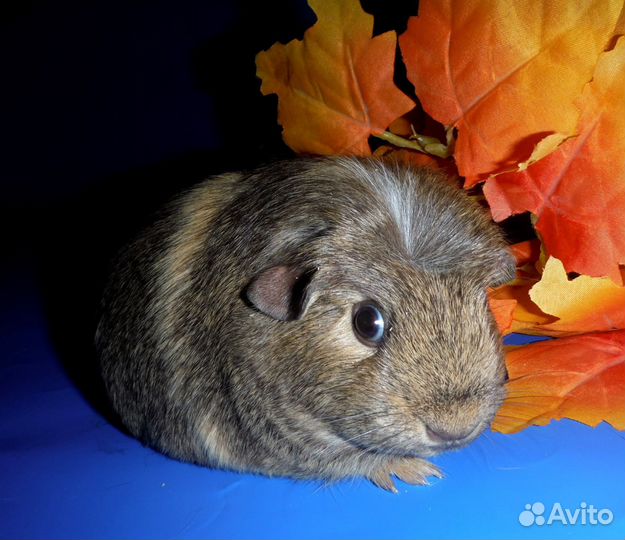 Морские свинки самочки