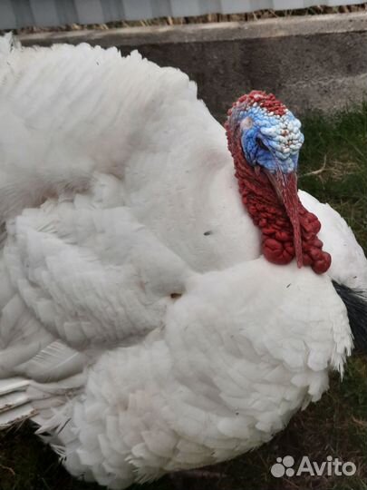 Инкубационное яйцо индейки и кур