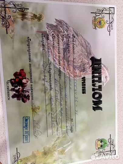 Вязка Дратхаар