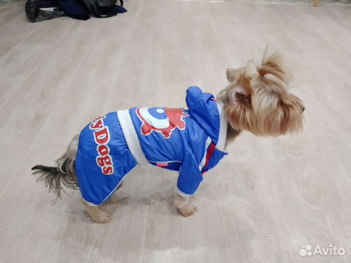 Одежда для собак мелких пород