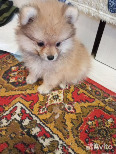 Шпиц 2 мес