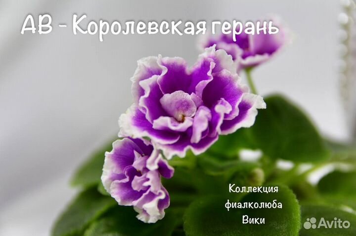 Сортовые фиалки. 93 сорта