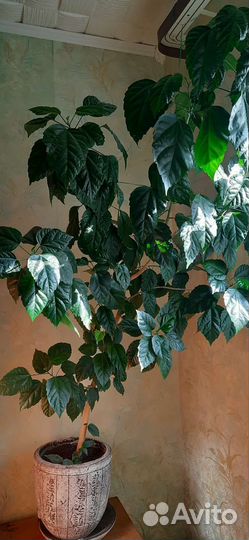 Гибискус китайская роза