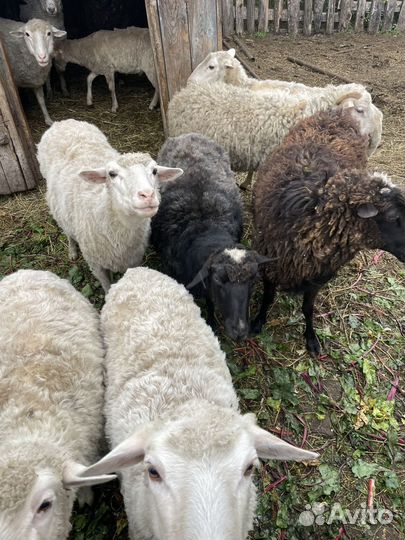 Овцы бараны