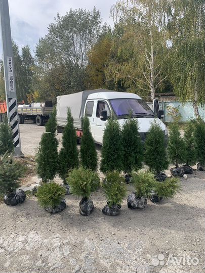 Туя смарагд колумна брабанд самшит буксус