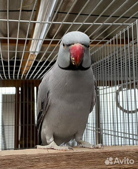 Ожереловый попугай