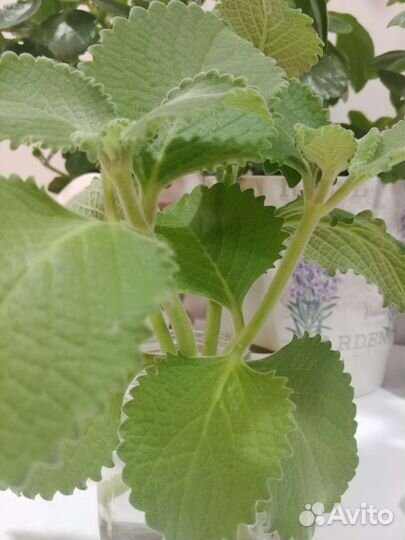 Мята комнатная