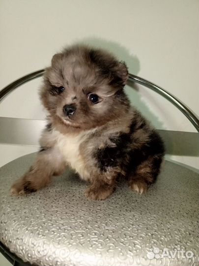 Пушистые красотки