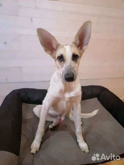 Щенок подросток