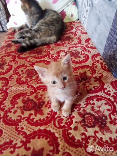 Котята в дар бесплатно
