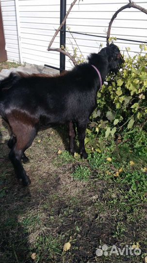 Козел Ламанча, козы