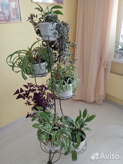 Шефлера