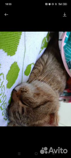 Кот в добрые руки