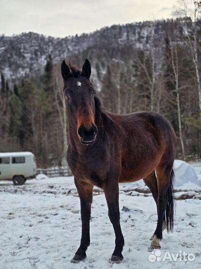 Карачаевский конь