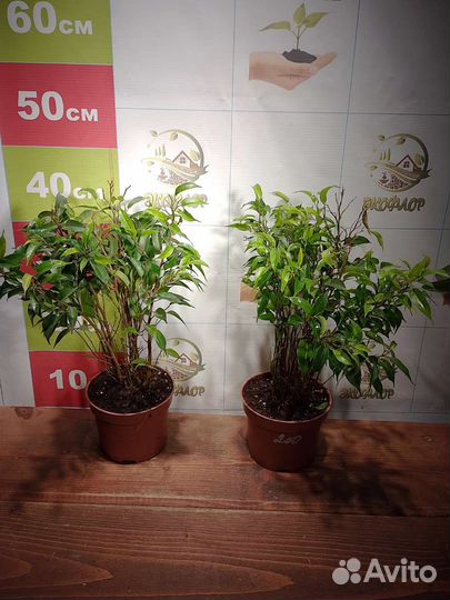 Фикус, комнатные цветы