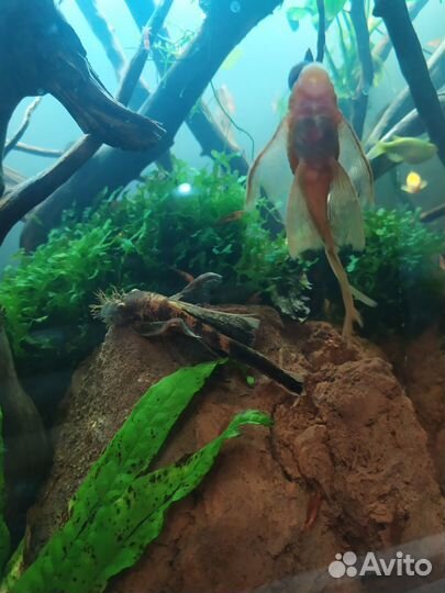 Мальки анциструса