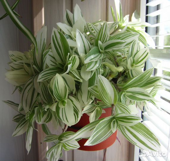 Традесканция сортовая