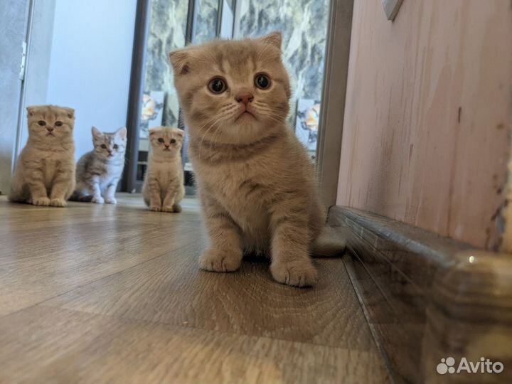 Вислоухие котята