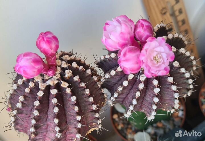 Кактус гимнокалициум Михановича вариегатный