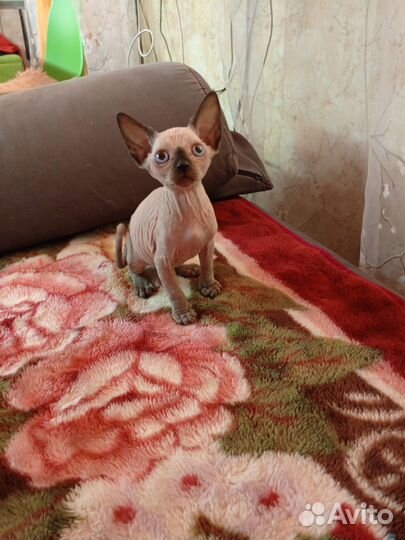 Канадский сфинкс