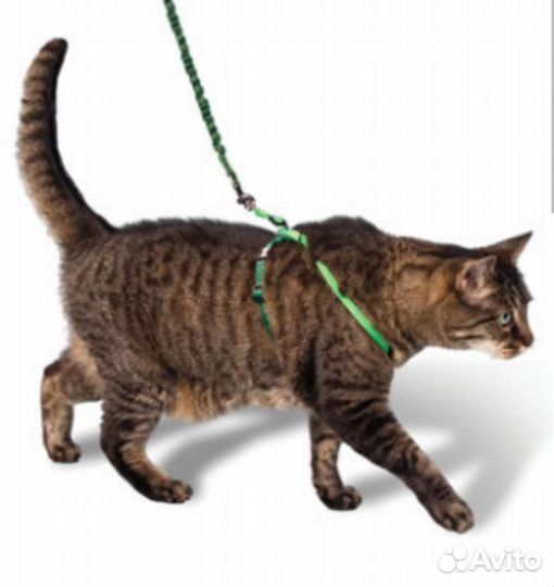 Кошачий лоток, наполнитель 7 кг, поводок ценазавсе