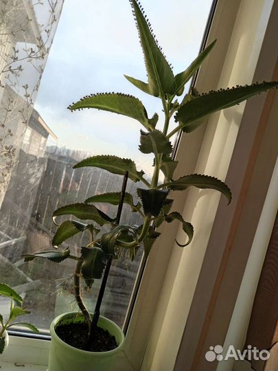 Каланхоэ лечебное поштучно