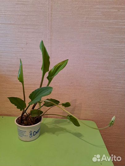 Дримиопис пятнистый