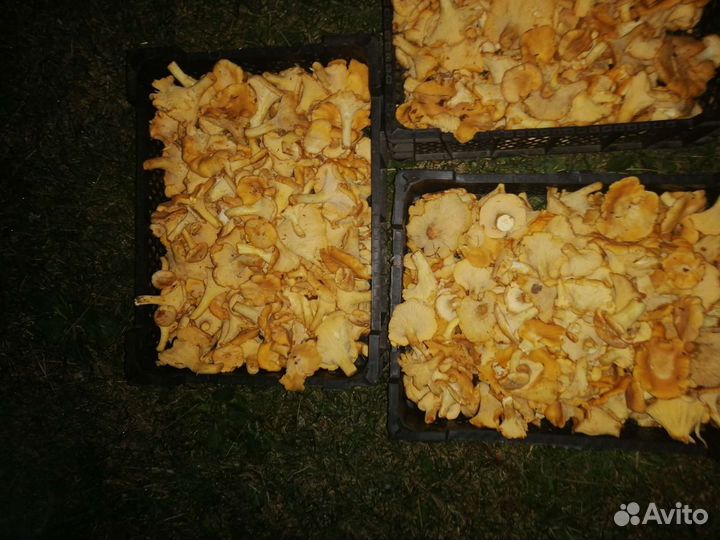 Продам грибы Лисички