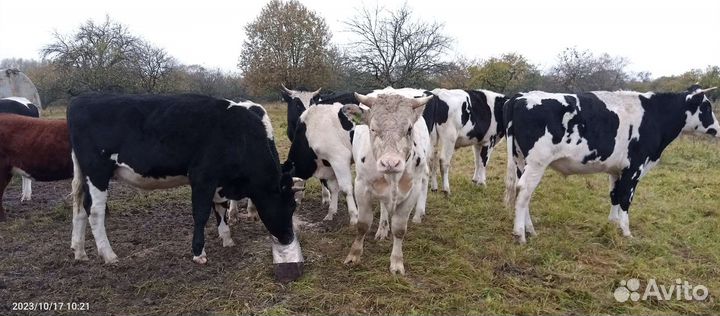 Быки на мясо живым весом