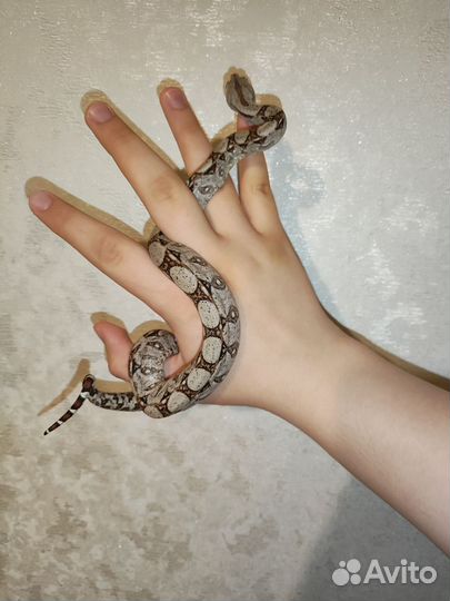 Boa constrictor imperator