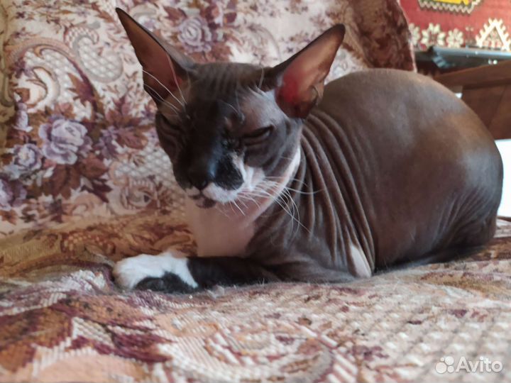 Домашняя гостиница для животных