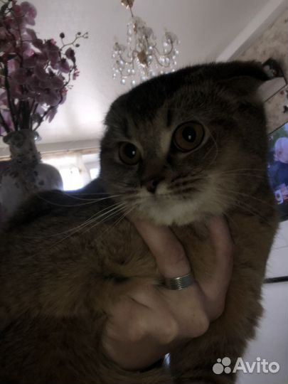 Шотландская кошка