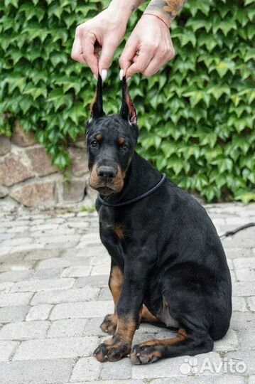 Щенки добермана