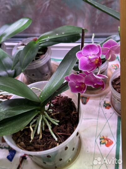 Орхидея фаленопсис