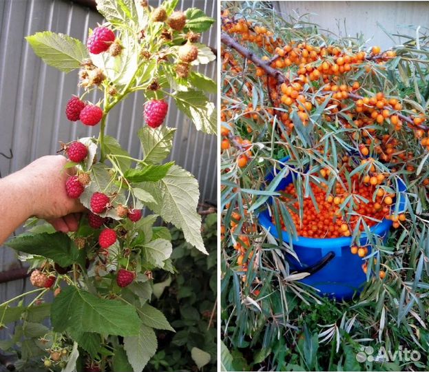 Саженцы малина, облепиха зимостойкие