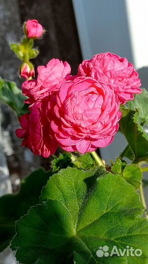 Пеларгонии сортовые