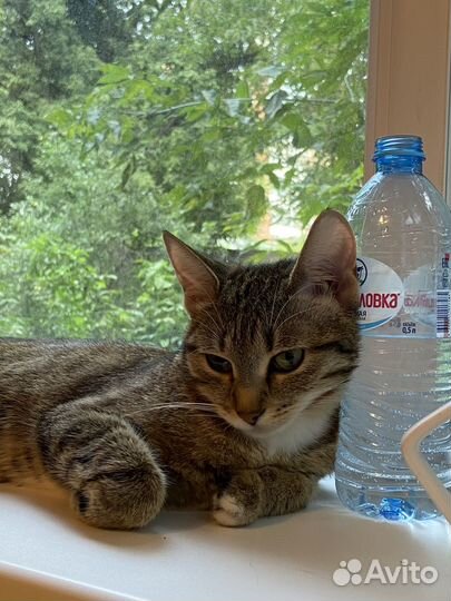 Кошка в дар бесплатно