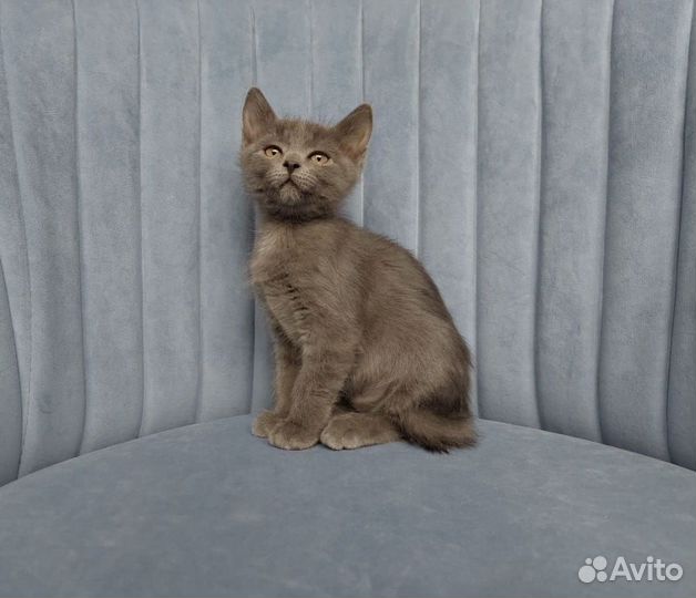 Котята в добрые руки бесплатно