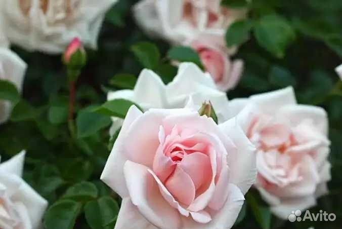 Плетистые розы Нью Доун