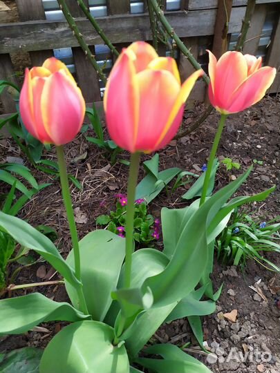 Многолетники для сада цветы