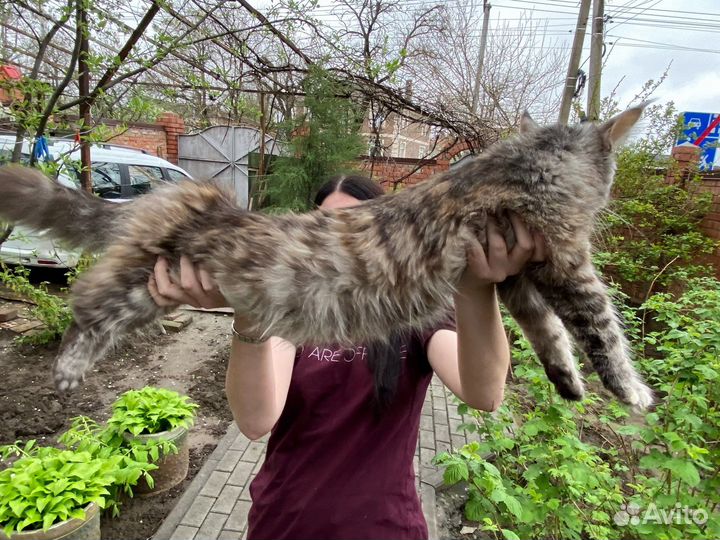 Кошки мейн-кун