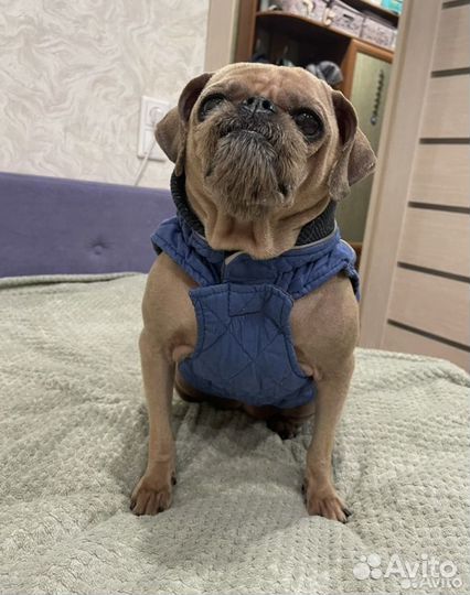 Куртка для маленькой собаки