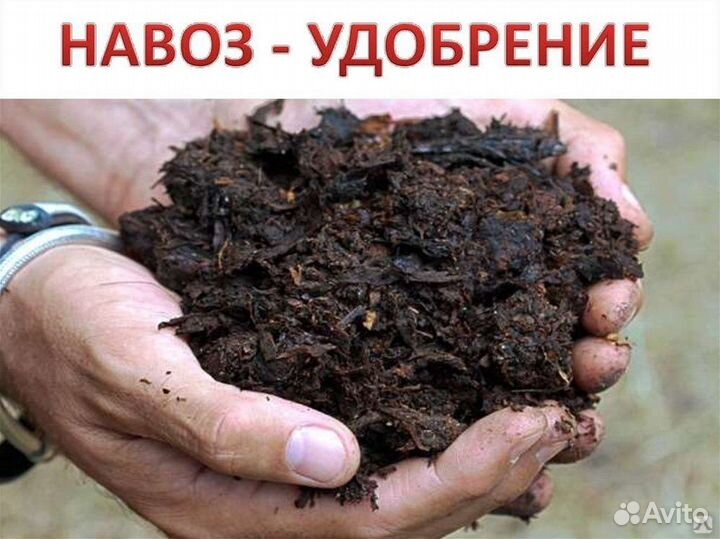 Навоз Коровий