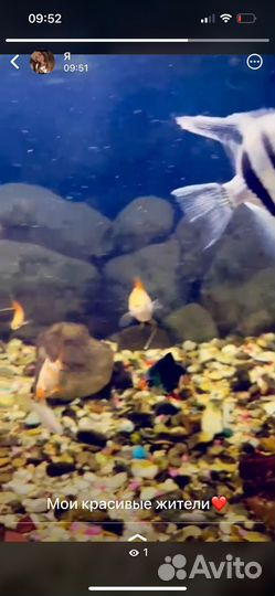 Аквариумные рыбки