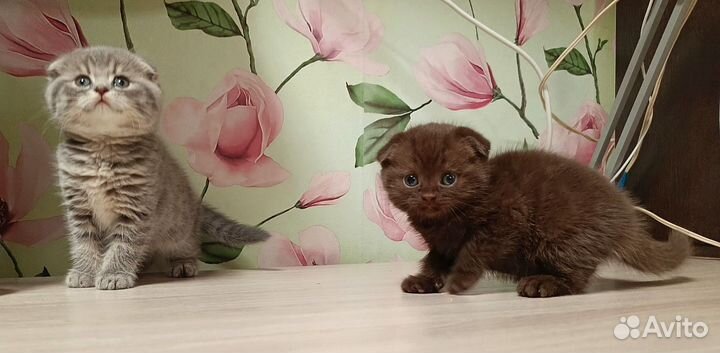 Шотландские